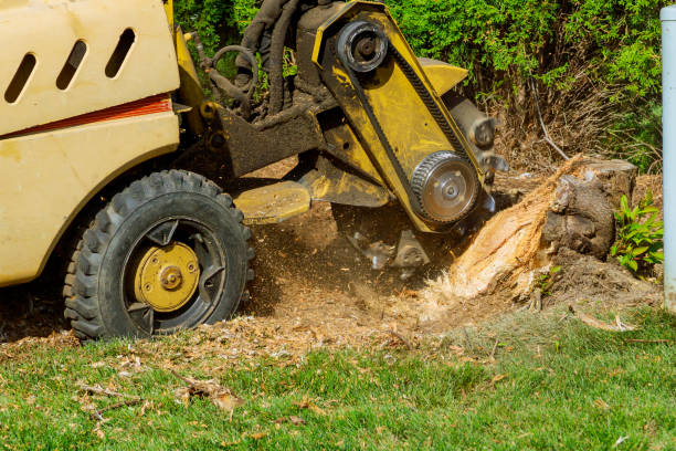 How Our Tree Care Process Works  in  Beaver, WV